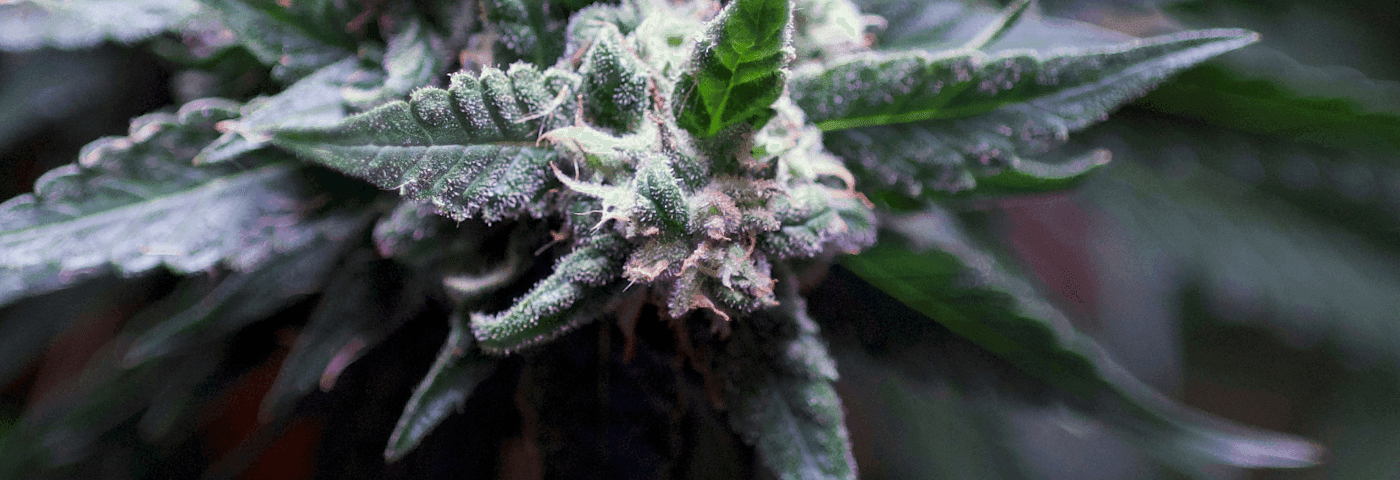 cannapalu-hero-img-blüte